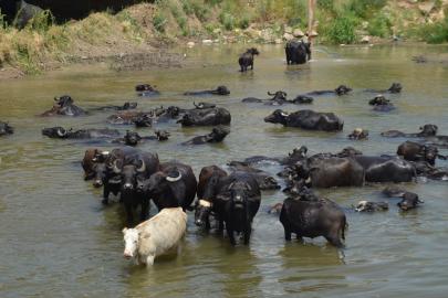 Muş'ta besiciler sıcaktan bunalan mandaları Karasu Nehri'nde serinletiyor