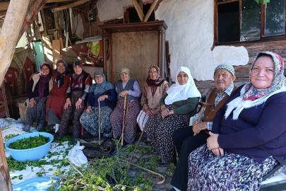Nallıhan ilçesinde ipek böcekçiliği geleneği sürdürülüyor