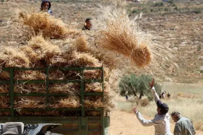 Namluların gölgesinde buğday hasadı: Batı Şeria’da Filistinli çiftçiler kundaklama tehdidi altında 