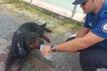 Samsun'da yaralı köpeğe polisin su verdiği anlar kamerada