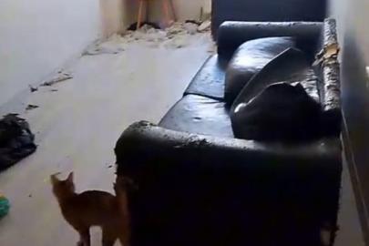 Savcılık kararıyla girilen çöp evdeki 6 kedi koruma altına alındı