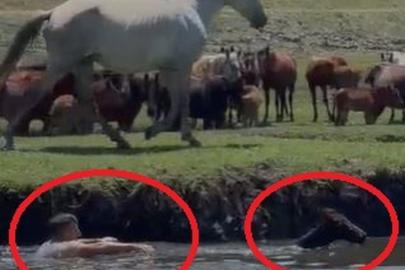 Sazlığa düşen tayı kurtarmak için suya atladı; o anlar kamerada