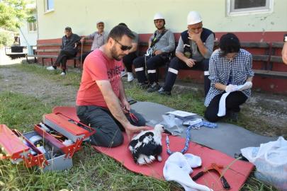 Sinop'ta yumurtadan çıkan 46 leylek yavrusu halkalandı