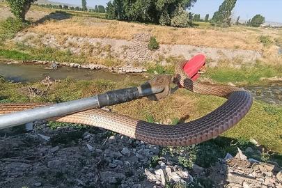 Sivas'ta eve giren yılanı itfaiye ekipleri yakaladı