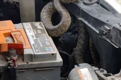 Sivas'ta otomobilin motoruna giren yılan itfaiye ekiplerince çıkarıldı