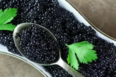 Siyah altın dünyaya açılıyor