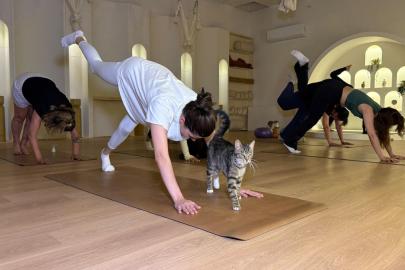 Sporsever kadınlar, yanlarında kedilerle yoga yaptı