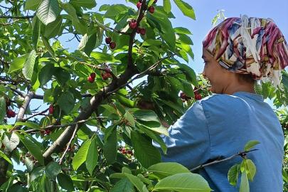 Taşova'da coğrafi işaretli kirazın hasadı sürüyor