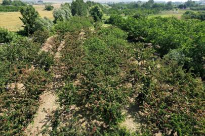 Tekirdağ kirazında 3 bin ton rekolte bekleniyor