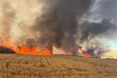 Tekirdağ'da buğday ekili tarlalarda çıkan yangına müdahale ediliyor