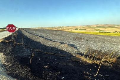Tekirdağ'da yangında 350 dönüm buğday ekili alan zarar gördü