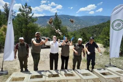Tokat'ta zararlılarla mücadele için doğaya 200 keklik salındı