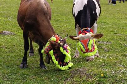 Trabzon'da renkli yayla göçü geleneği