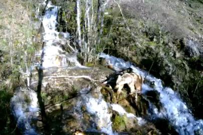 Tunceli'de şelaleden geçen yaban hayvanları fotokapana yakalandı