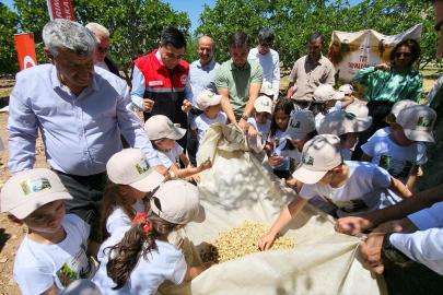 Tut ilçesinde dut hasadı başladı