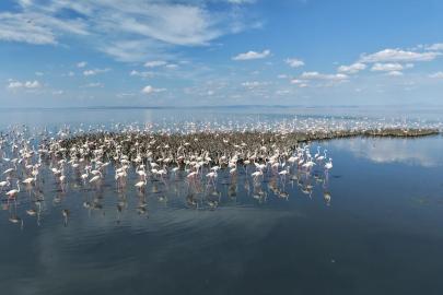 Tuz Gölü'nde 5 bin yavru flamingo kuluçkadan çıktı