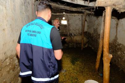 Van'da kuduz vakası sonrası mahalle karantinaya alındı