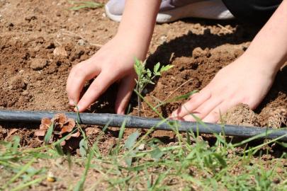 Yozgat'ta ata tohumları öğrencilerin ellerinde filizleniyor