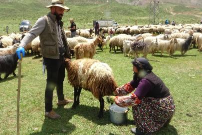 Yüksekova'da berivanların yayla mesaisi başladı