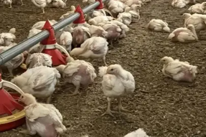 Yüz binlerce kümes hayvanı itlaf edildi