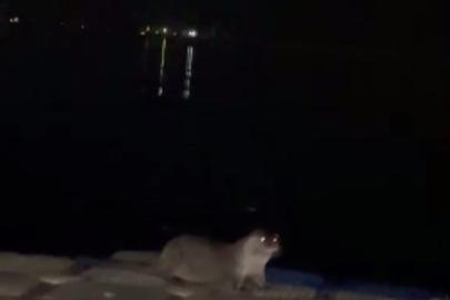 İskeleye çıkan su samurlarını balıkla beslediler