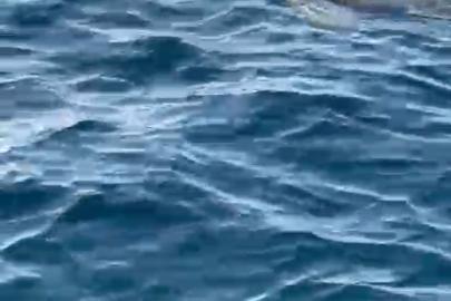 Alanya’da deniz yüzeyinde görülen fok, cep telefonu kamerasında