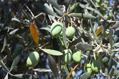 Bursa’da 1500 yıllık zeytin ağacı görenleri hayran bıraktı! Asırlara meydan okuyan 'canlı tarih'