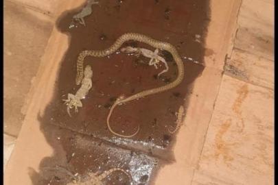 Fare yakalamak için tuzak kurdu! Gördüğü manzara karşısında hayrete düştü