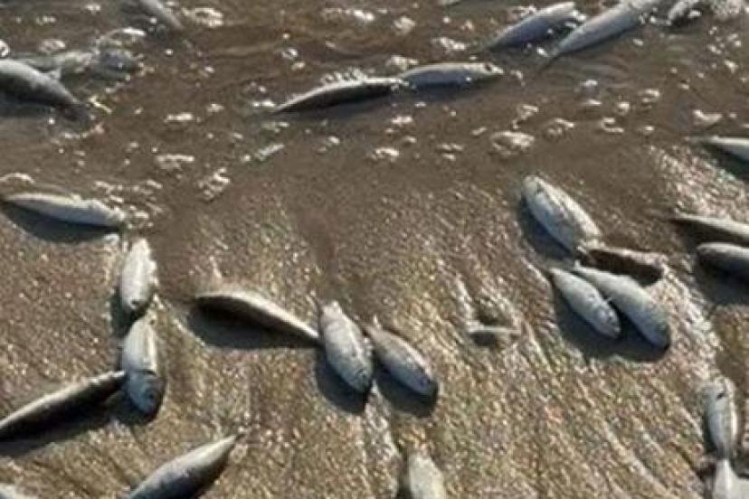 Muğla Milas’ta toplu balık ölümleri! İnceleme başlatıldı
